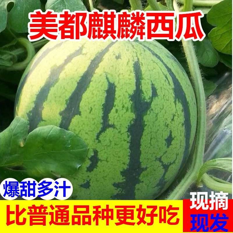 [美都西瓜批发]江苏盐城射阳县西瓜 2.00元/斤我要卖美都西瓜 _ 一亩田