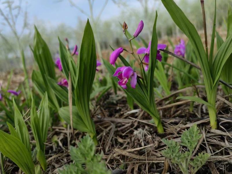 紫花三叉大白芨块茎苗，可按斤以可以安棵卖，欢迎订购