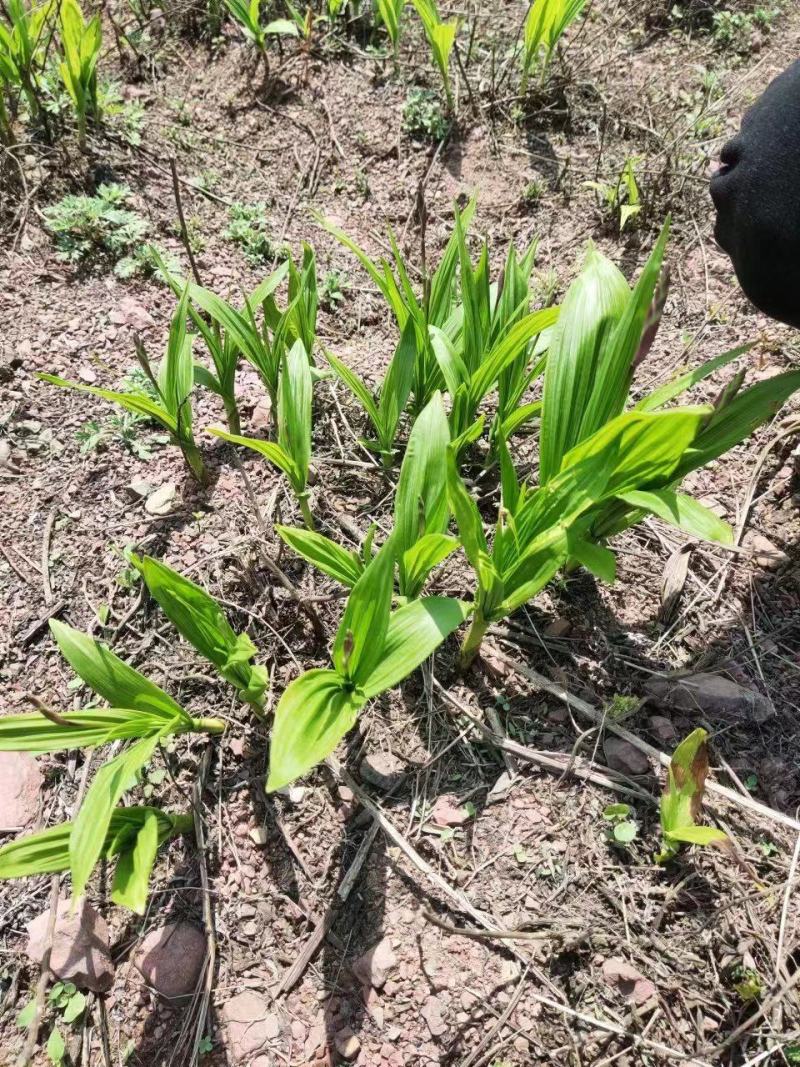 紫花三叉大白芨块茎苗，可按斤以可以安棵卖，欢迎订购