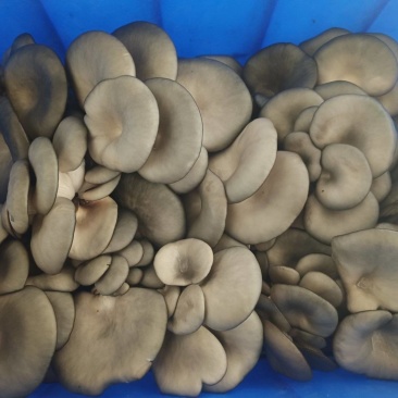 内蒙古白平菇产地直发自家种植视频看货实地看货挑货满意为止