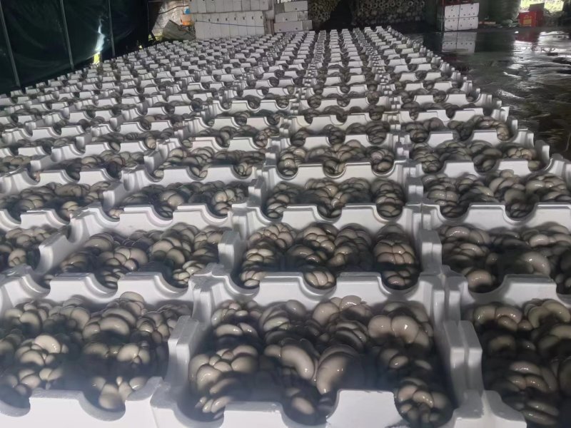 内蒙古白平菇产地直发自家种植视频看货实地看货挑货满意为止