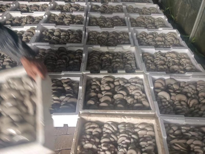 内蒙古白平菇产地直发自家种植视频看货实地看货挑货满意为止