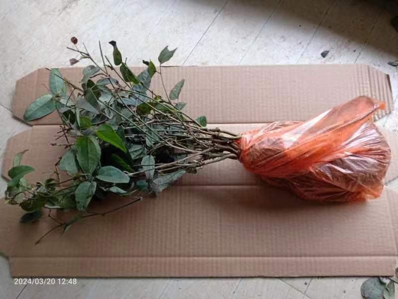 八月瓜苗，一年苗，纯紫瓜，子少肉多，成活率高