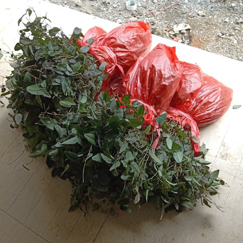 八月瓜苗，一年苗，纯紫瓜，子少肉多，成活率高