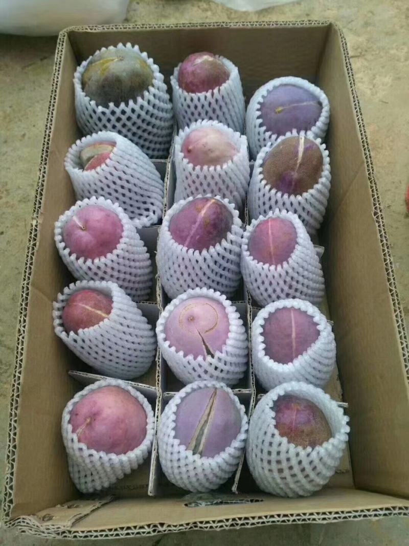 八月瓜苗，一年苗，纯紫瓜，子少肉多，成活率高