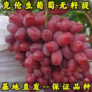 克伦生葡萄苗（无籽红提苗）品种纯真根系发达成活率高