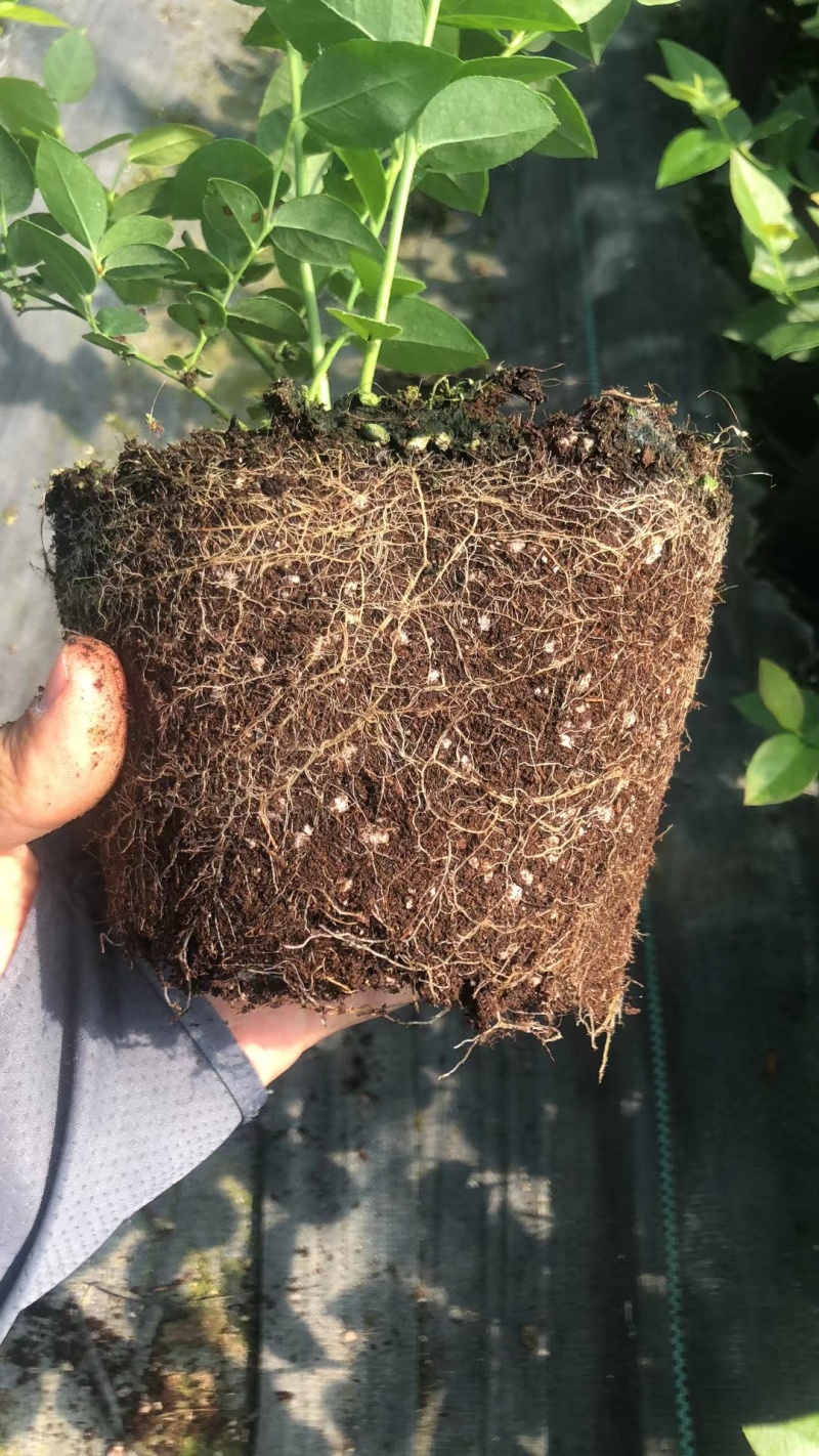 F6蓝莓苗蓝莓苗组培脱毒育苗基地直发