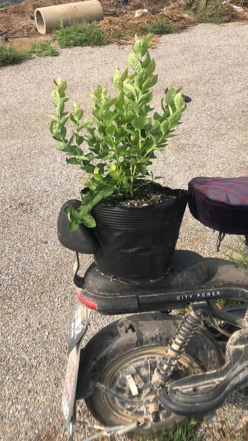 F6蓝莓苗蓝莓苗组培脱毒育苗基地直发