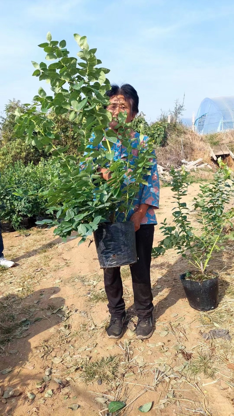 F6蓝莓苗蓝莓苗组培脱毒育苗基地直发