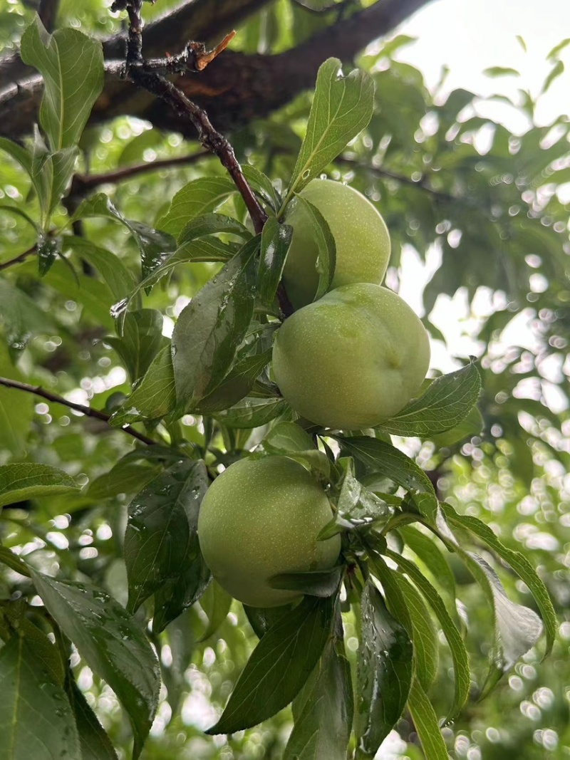 贵州六马蜂糖李，