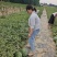 美都红麒麟