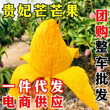 贵妃芒芒果一件代发红金龙芒果非水仙金煌芒『电商供应』