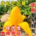 贵妃芒芒果一件代发红金龙芒果非水仙金煌芒『电商供应』