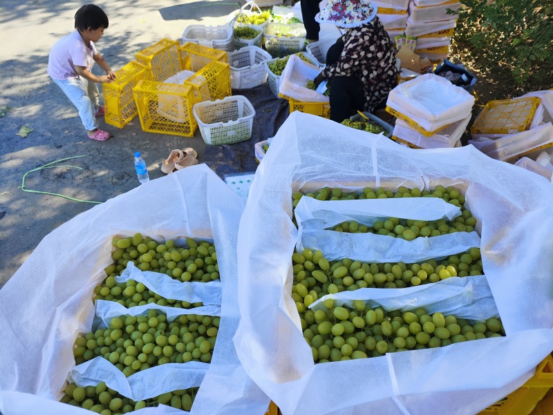 吐鲁番无核白葡萄即将大量上市，适合电商，团购，商超，市场