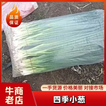 东北产地直发精品小葱，大棚香葱，陆地香葱，质量好价格实惠