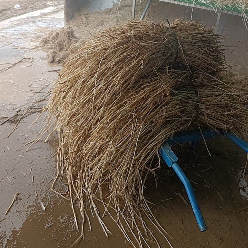 白茅根