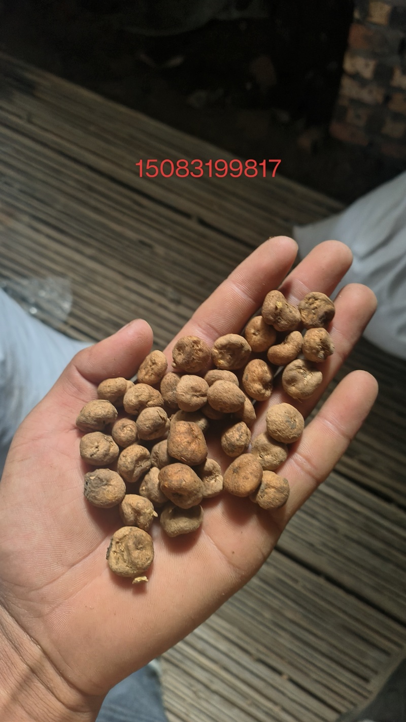 大量出售元胡种子，各种规格都有。