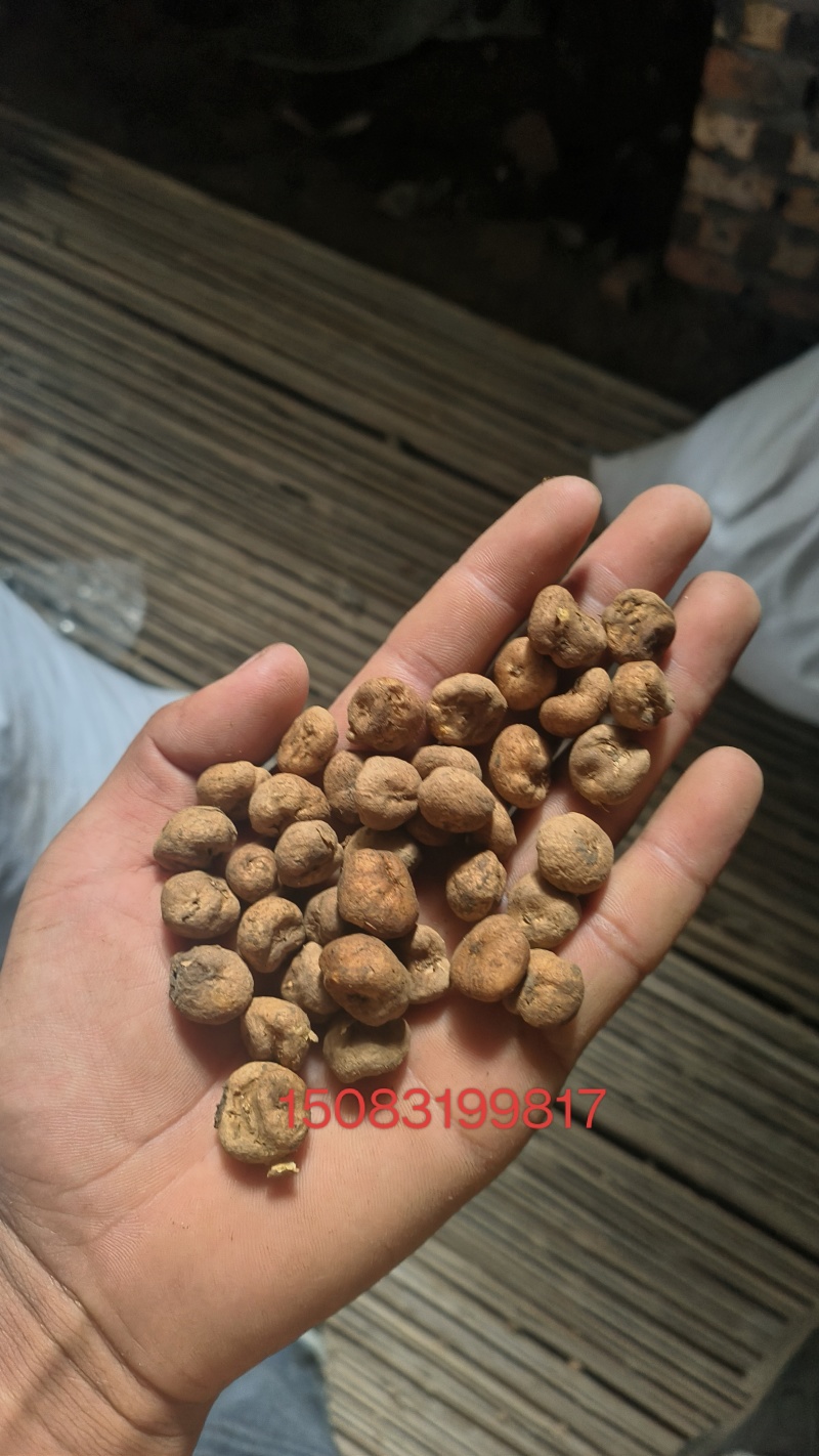 大量出售元胡种子，各种规格都有。