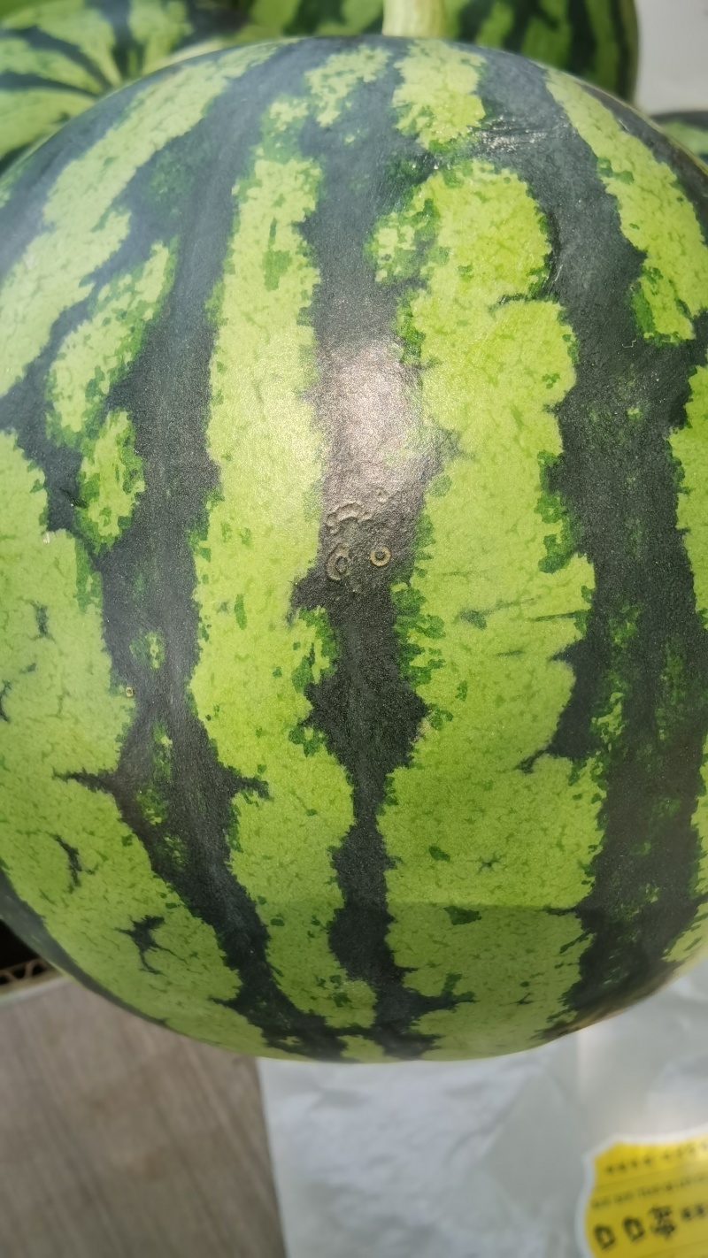A1美都麒麟西瓜，糖度高，头茬，无籽，自根苗，基地直供