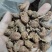 阳春春砂仁新货晒干粒粒饱满大粒果产地大量批发价出售