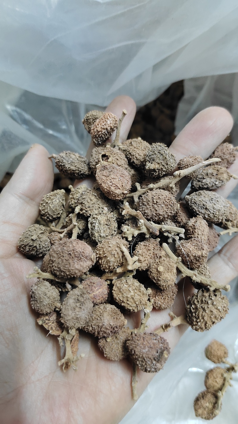 阳春春砂仁新货晒干粒粒饱满大粒果产地大量批发价出售