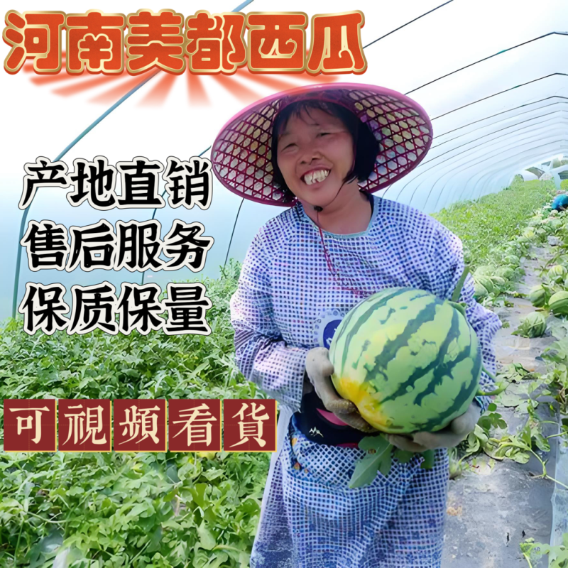夏邑麒麟、美都瓜，可视频看货产地直供