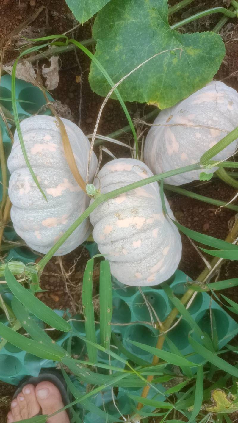 磨盘（台湾土南瓜）2斤起至6个，甜，香，糯化渣口感好