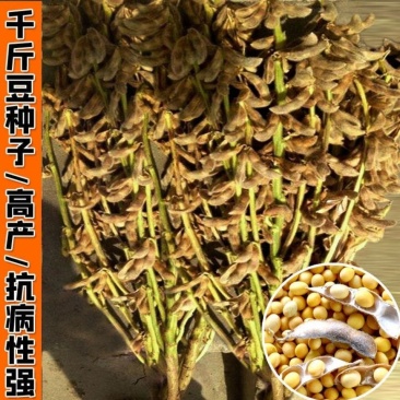 高产早熟黄豆种子原种大颗粒非转基因黄豆矮杆抗病抗倒伏黄豆
