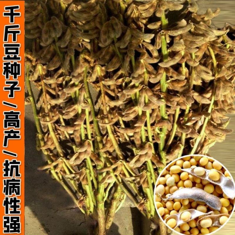 高产早熟黄豆种子原种大颗粒非转基因黄豆矮杆抗病抗倒伏黄豆