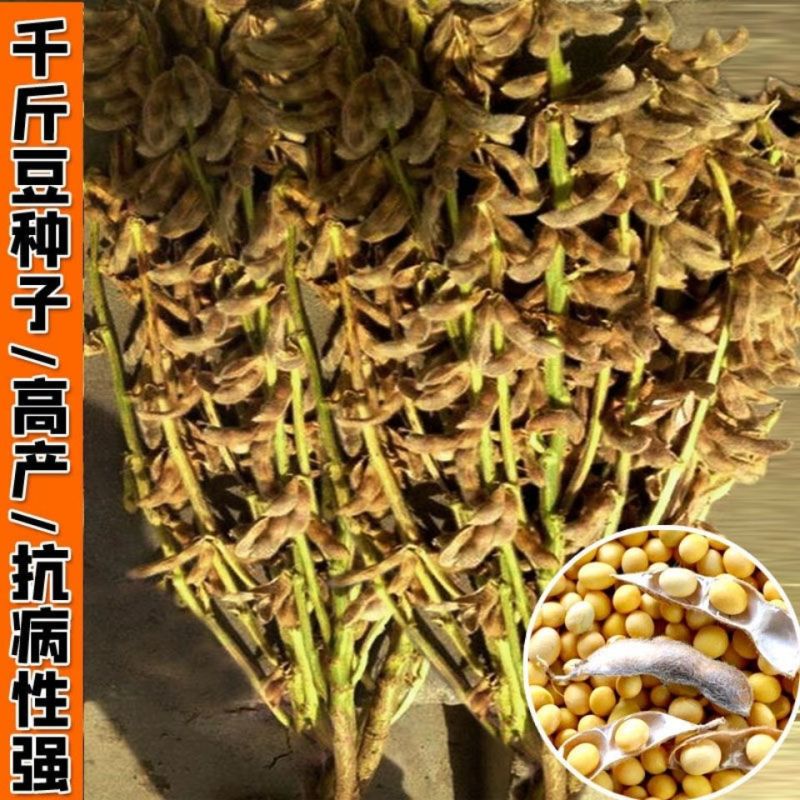 高产早熟黄豆种子原种大颗粒非转基因黄豆矮杆抗病抗倒伏黄豆