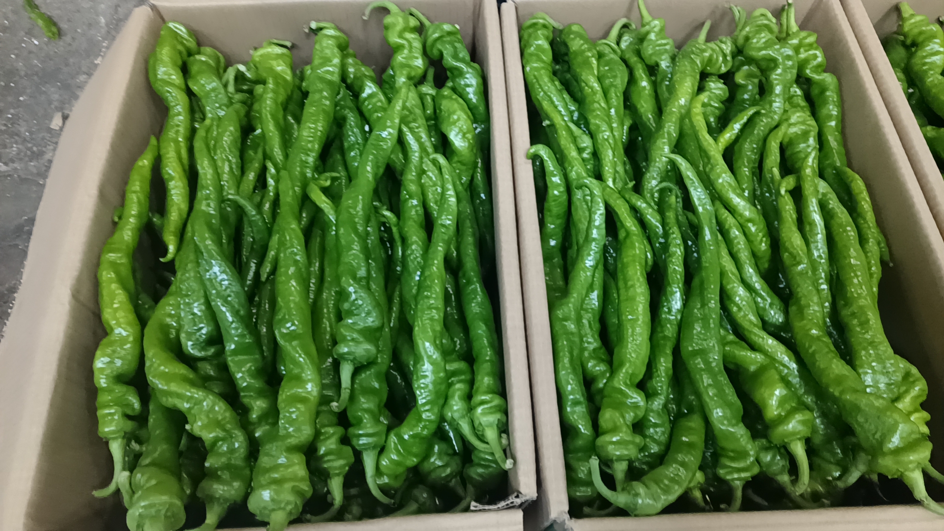 泡椒分装冷冻示意图