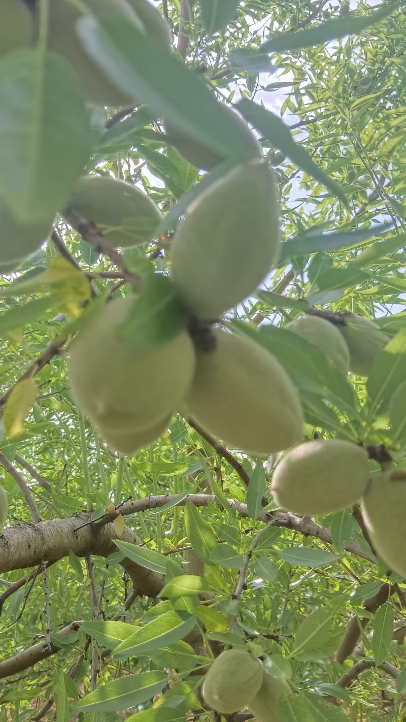 青皮巴旦木小毛桃货源充足，欢迎采购！
