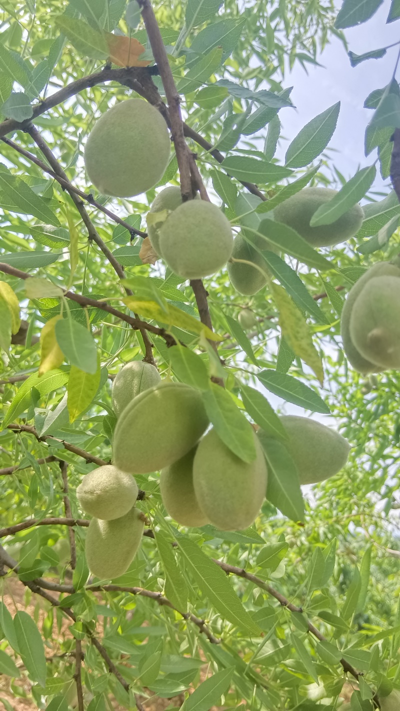 青皮巴旦木小毛桃货源充足，欢迎采购！