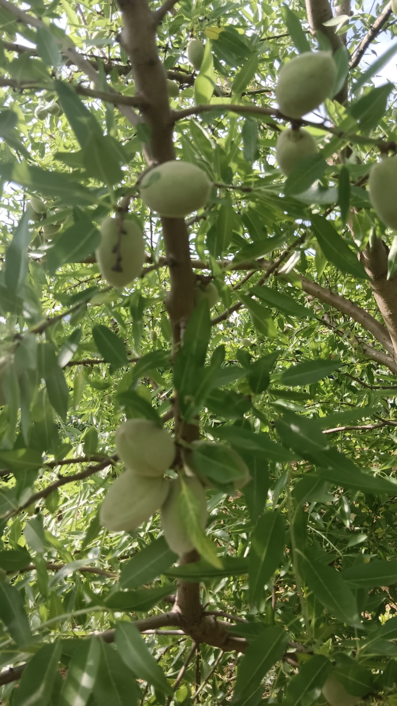 青皮巴旦木小毛桃货源充足，欢迎采购！