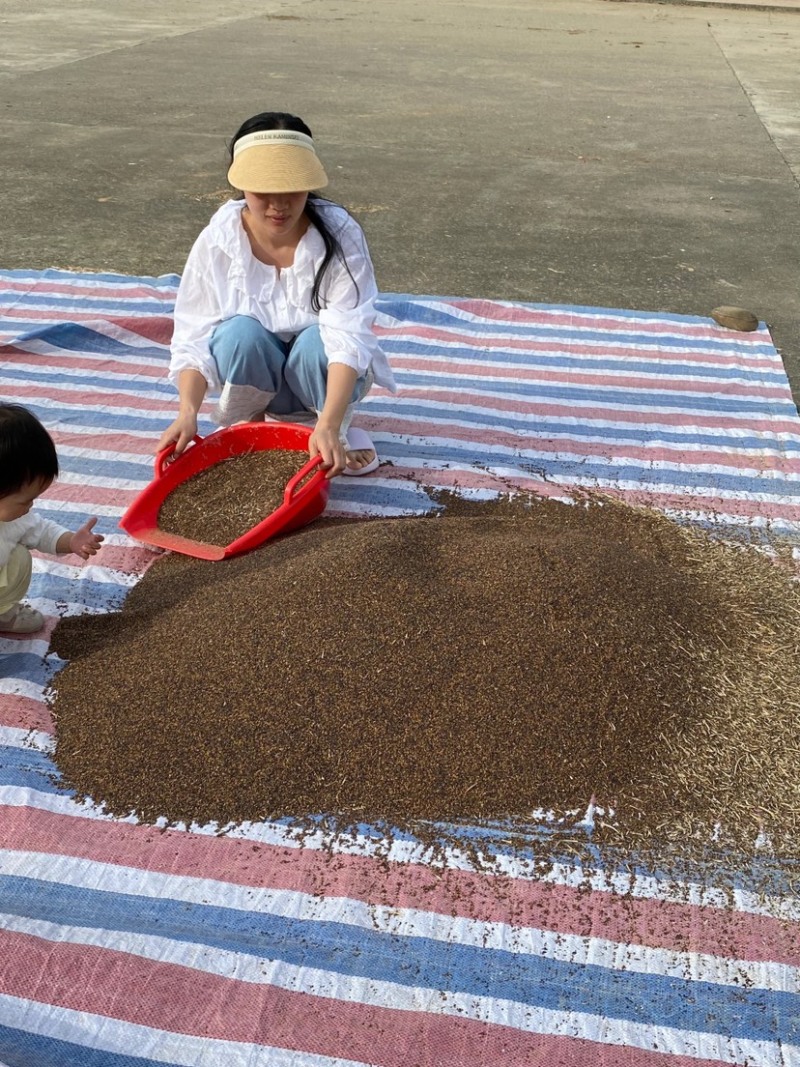 纯菜籽油5升品质保证50元一桶，健康农家自榨