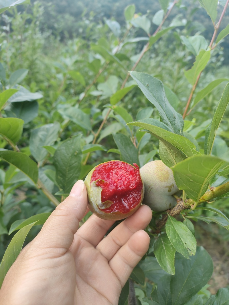 李子味帝李五月脆八宝丹澳洲红蜂糖李陆续上市