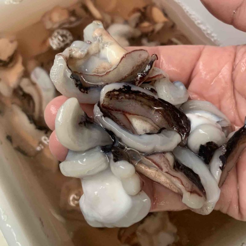 墨鱼翅墨鱼皮