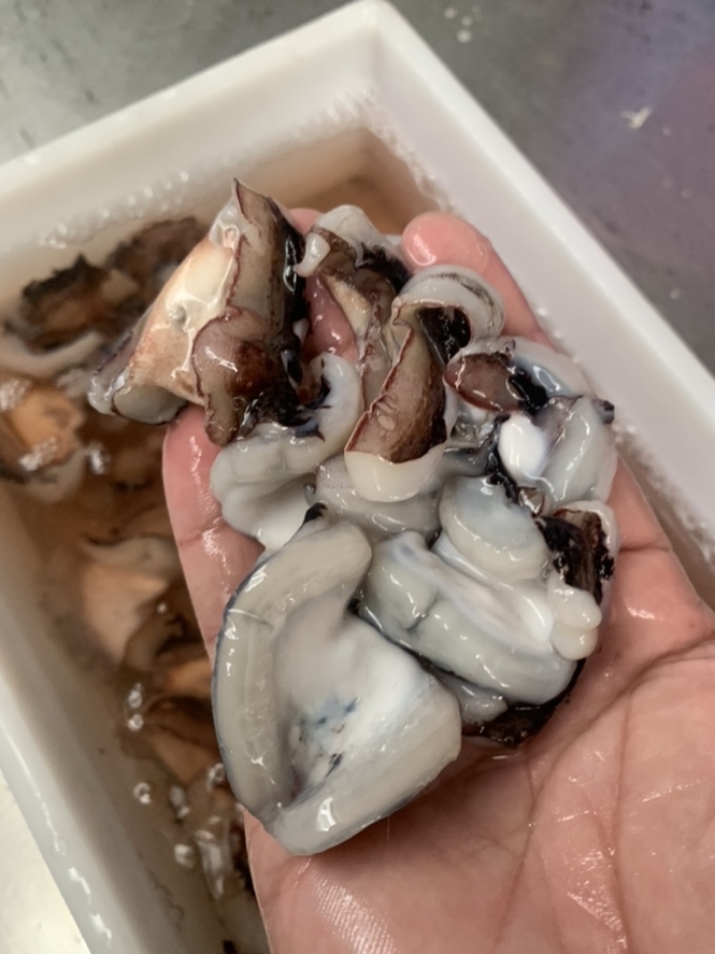 墨鱼翅墨鱼皮