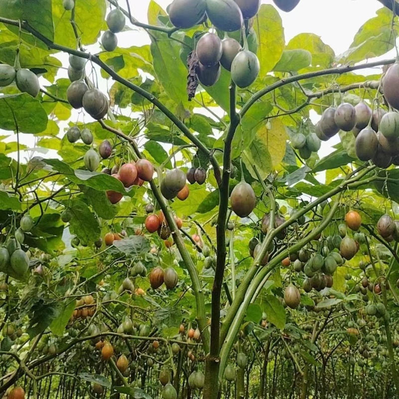 树番茄苗.成活率百分之95.生长快.当年种.当年可以结果