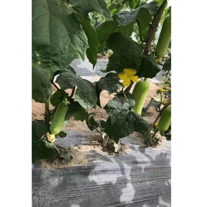 白关丝瓜香玉白丝瓜短棒油亮肉丝瓜种子基地专用春夏秋