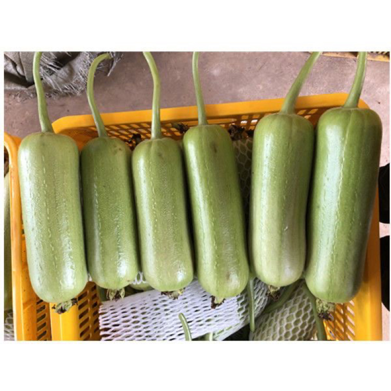 白关丝瓜香玉白丝瓜短棒油亮肉丝瓜种子基地专用春夏秋