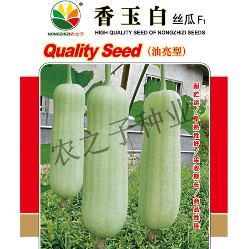 白关丝瓜香玉白丝瓜短棒油亮肉丝瓜种子基地专用春夏秋