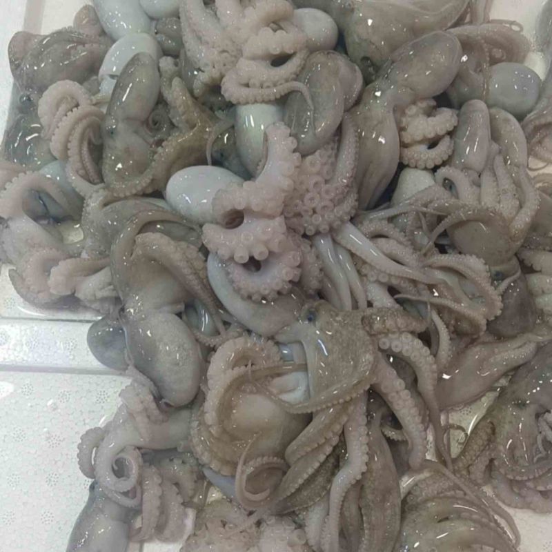 八爪章鱼