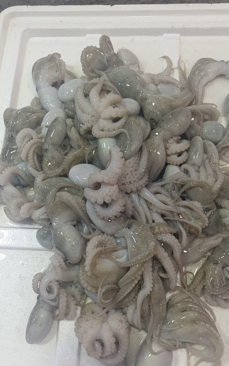 八爪章鱼
