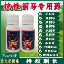 蓟马药拿捏专打抗性蓟马花里蓟马黑蓟马黄蓟马统杀虫卵双杀