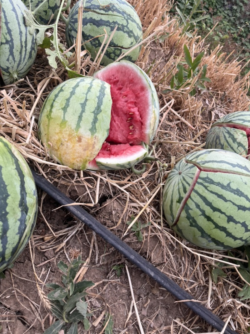 8424美都二茬有籽，黑子红瓤，自根苗原棚瓜