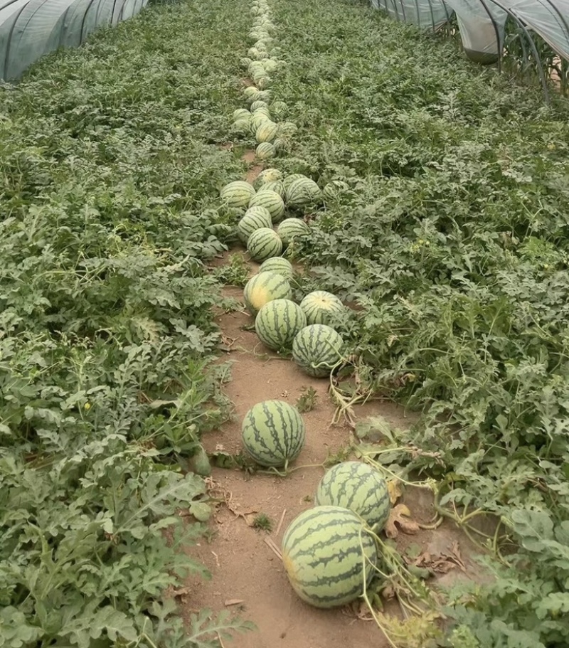 8424美都二茬有籽，黑子红瓤，自根苗原棚瓜