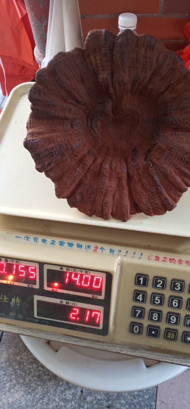 大朵灵芝产地一手货源常年有货量大优惠