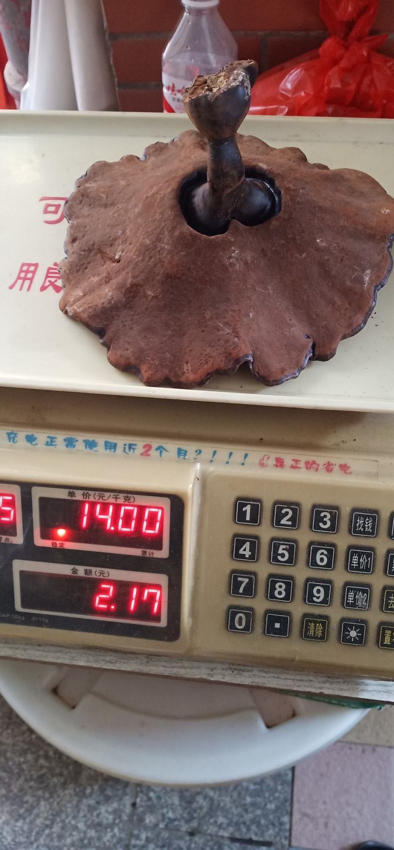 大朵灵芝产地一手货源常年有货量大优惠