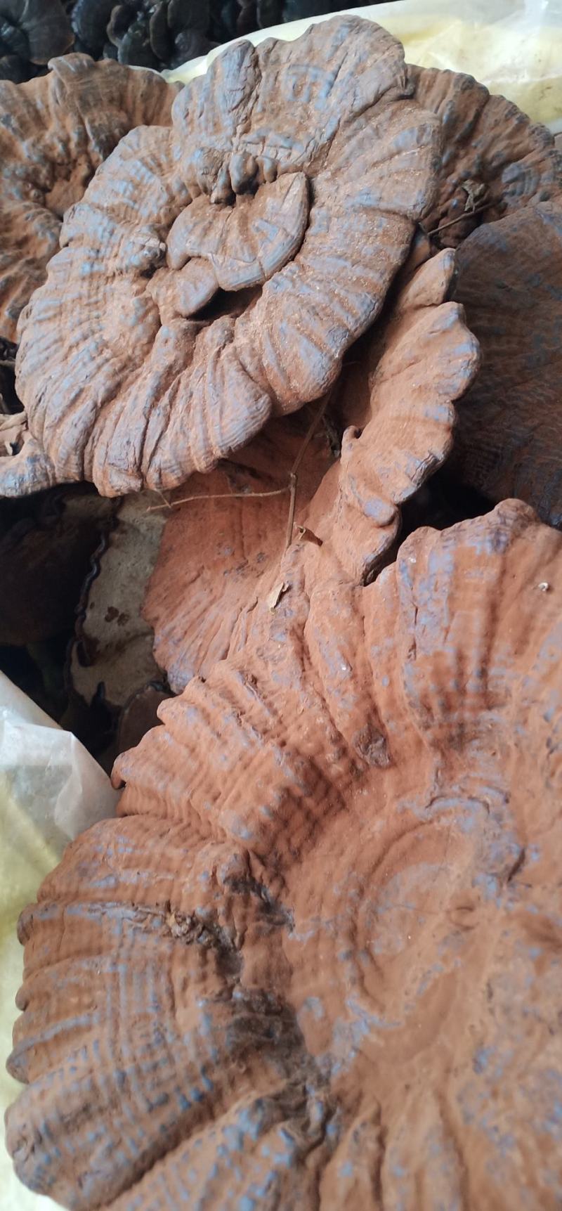 大朵灵芝产地一手货源常年有货量大优惠